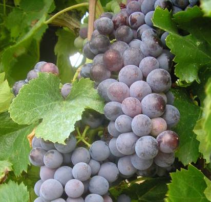 grapes