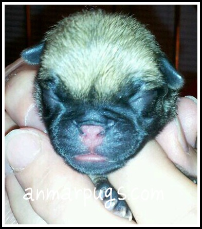 newborn baby pugs