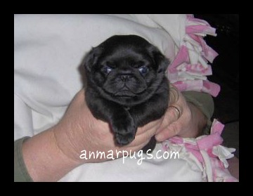 Look At My Mother-In-Laws Baby Pugs!! Sooo Cute!!