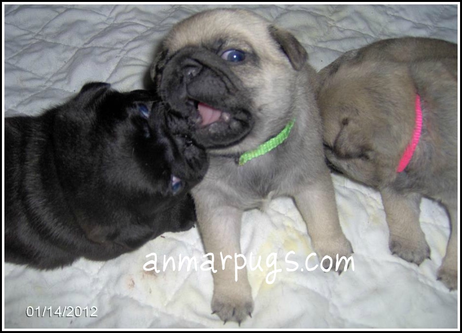 Look At My Mother-In-Laws Baby Pugs!! Sooo Cute!!