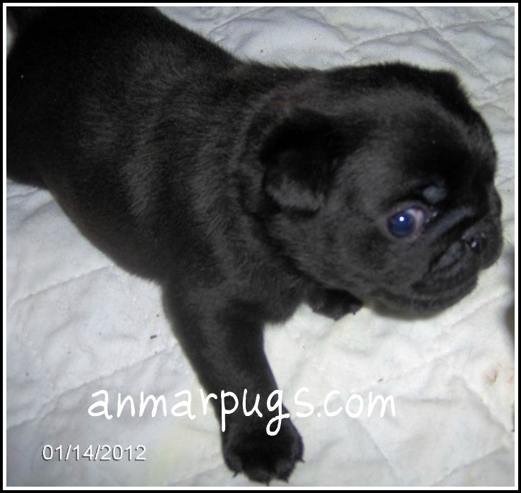 Look At My Mother-In-Laws Baby Pugs!! Sooo Cute!!