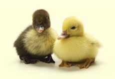 baby-sidebar-ducks