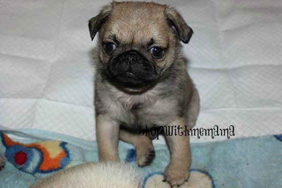 baby pug puppy