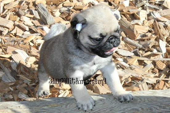 fawn colored Pug puppy