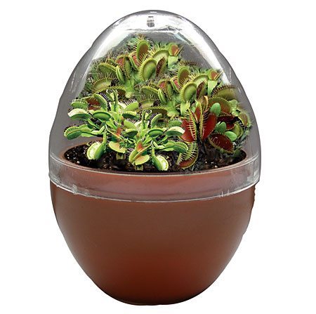 Venus Fly Trap miniature terrarium