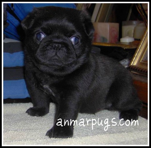 black baby pugs