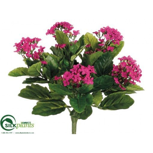 Kalanchoe Bush -