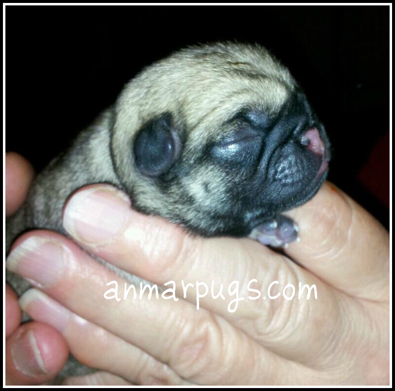 newborn black baby pugs