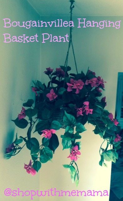 Bougainvillea Hanging Basket Plant