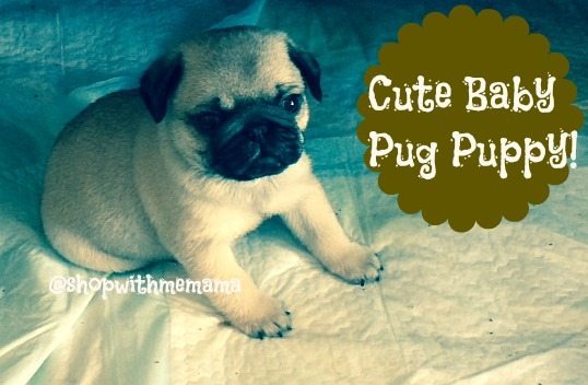 cutest baby puggle puppies