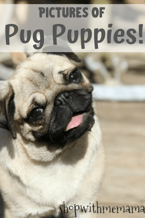 Pictures of Baby Pug Puppies