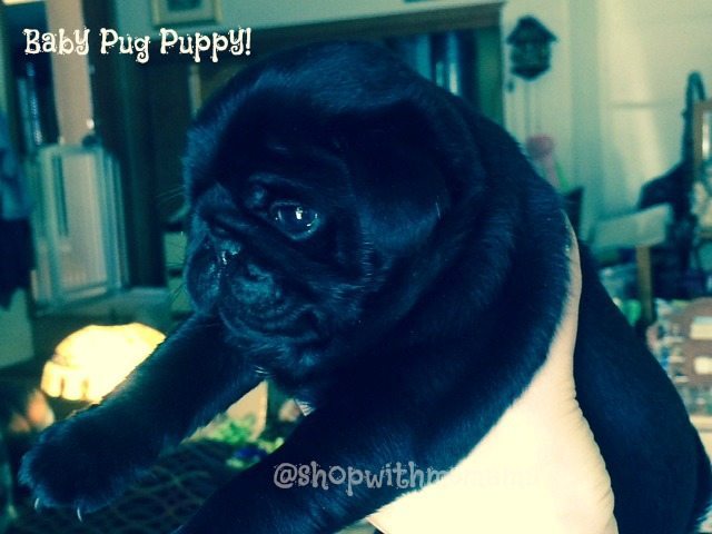 Pictures of Baby Pug Puppies!