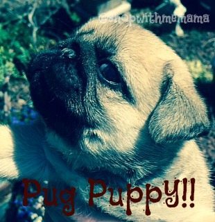 Pictures of Baby Pug Puppies