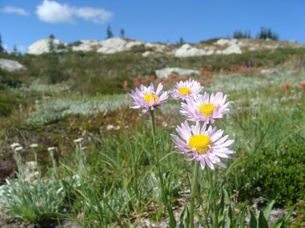 Best Hikes with Views in the Northwest 