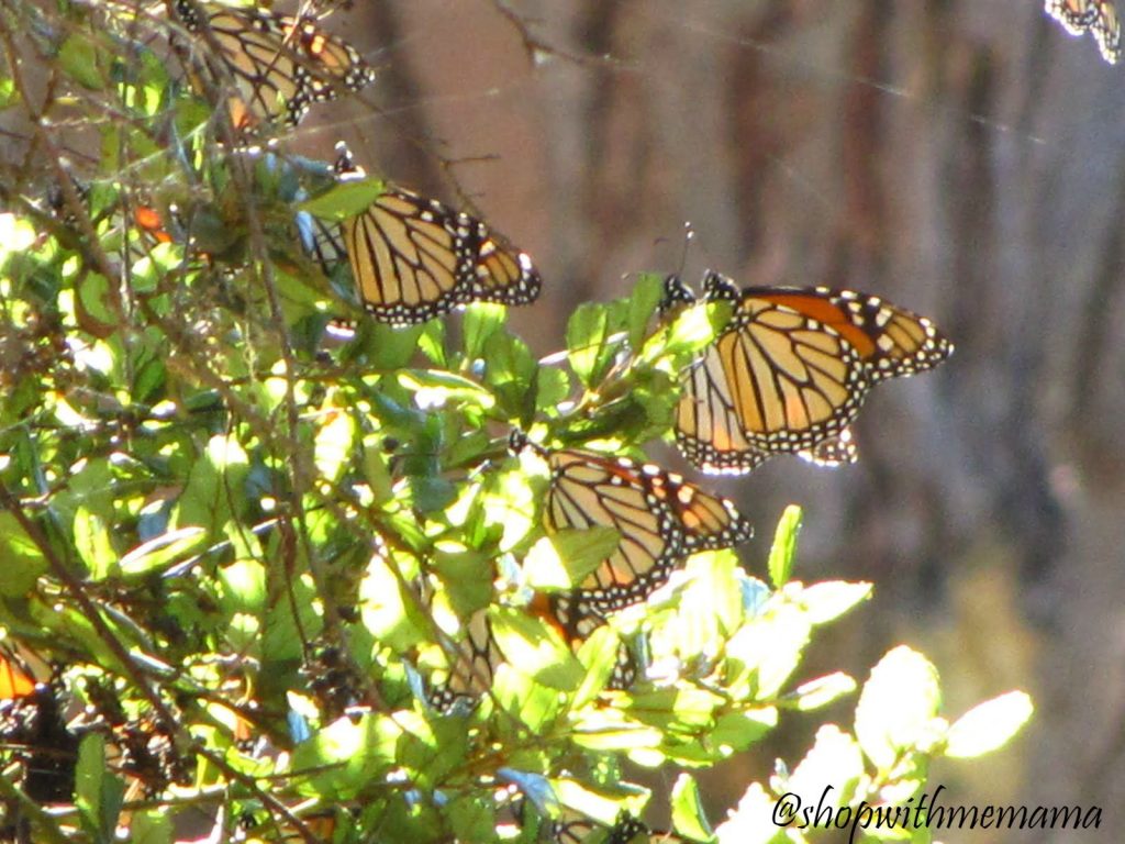 Monarch butterflies