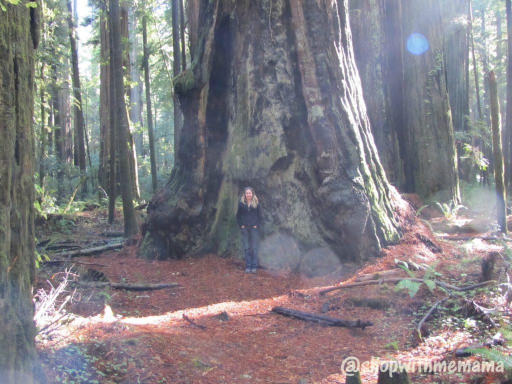 Redwood forest