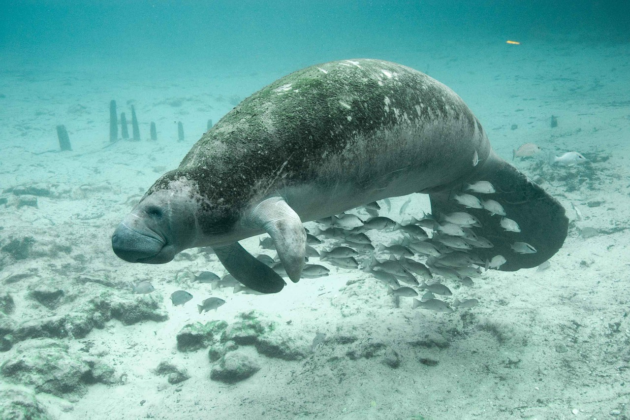 Florida Natural Freshwater Springs