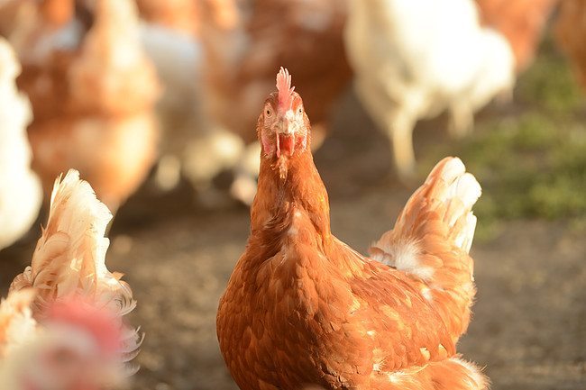 Do Free Range Raised Chickens Produce The Best Eggs?