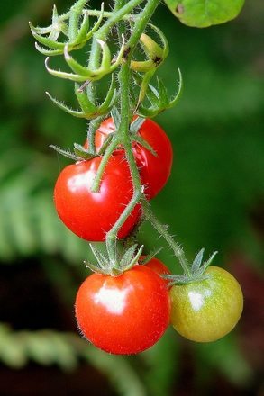 Tips to Create Healthy Habits for Children cherry tomatoes