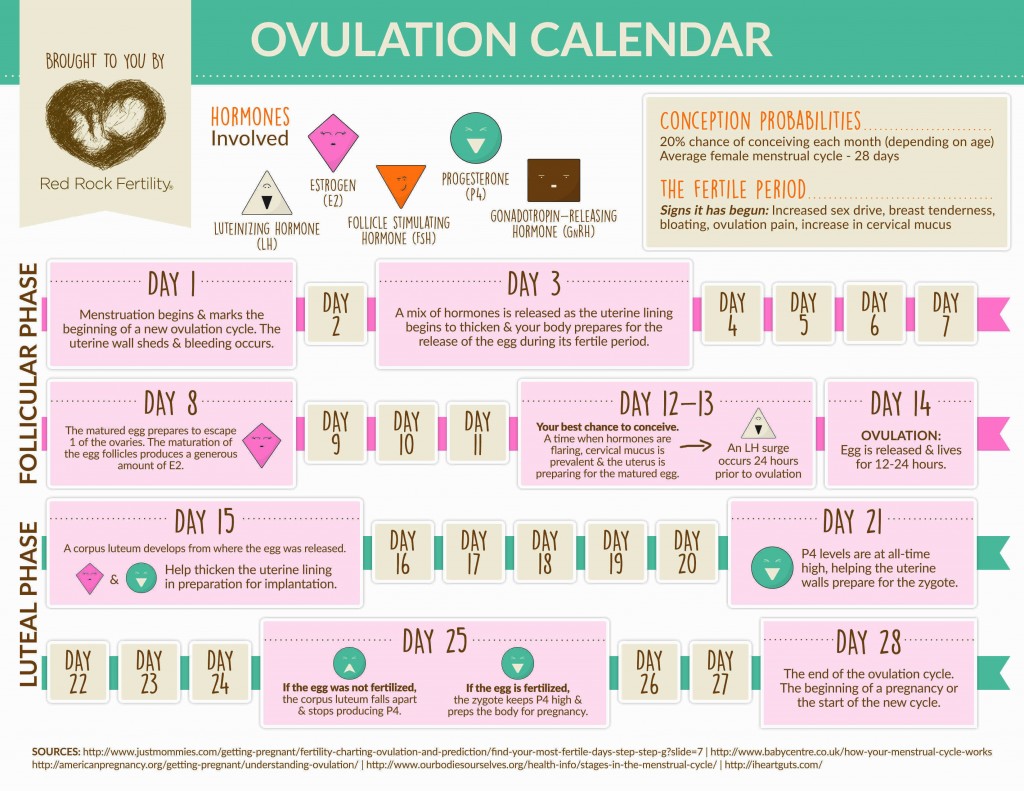 When Do Women Ovulate? - Shop With Me Mama