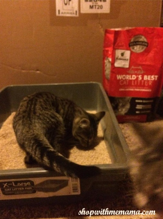 The World's Best Cat Litter