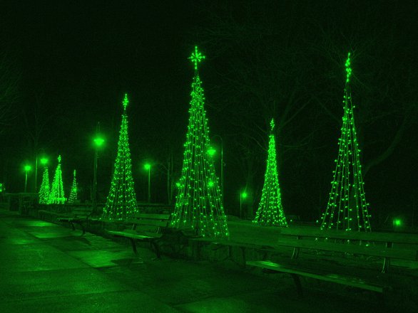 Christmas Trees light up
