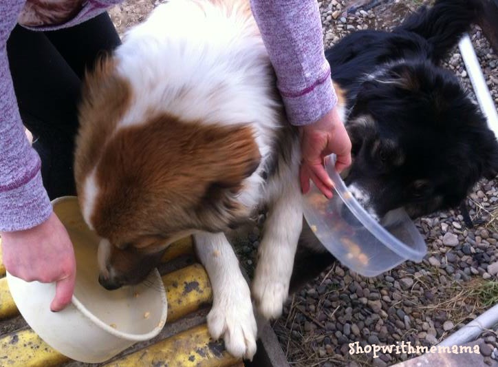 Delectables Are The First Lickable Stew Treat for Dogs!