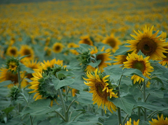 Go On A Loire Valley Road Trip!