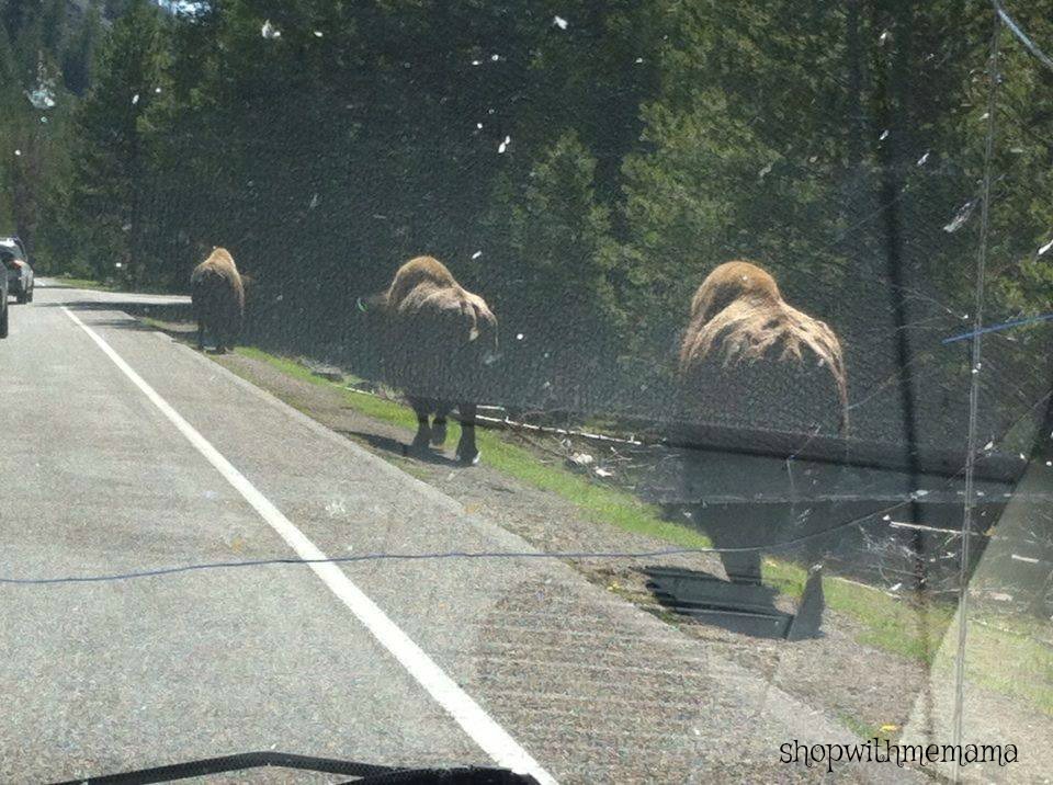 Yellowstone National Park Is Absolutely Breathtakingly Beautiful!