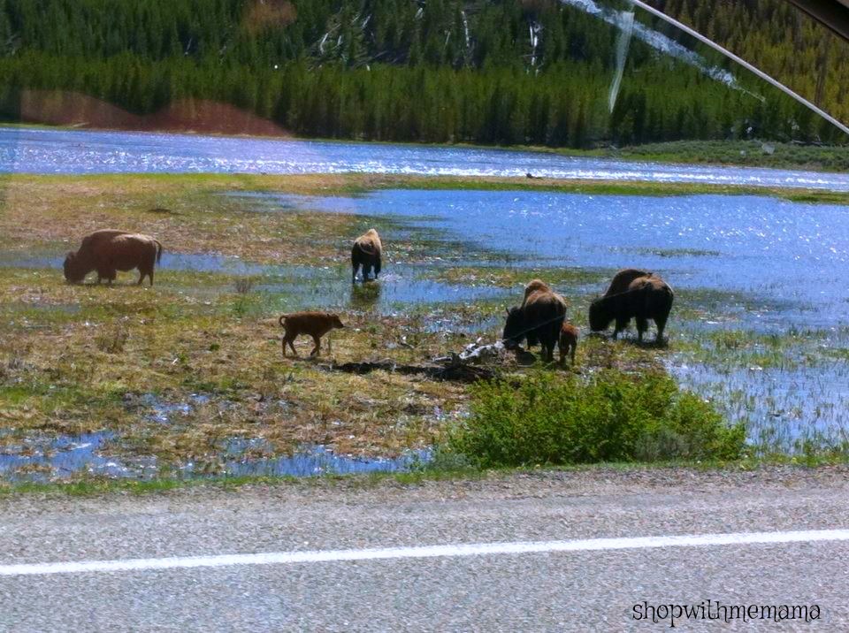 Yellowstone National Park Is Absolutely Breathtakingly Beautiful!