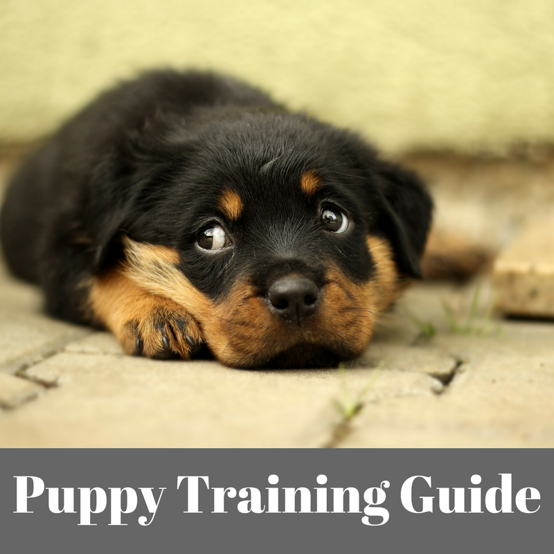 Puppy Training Guide