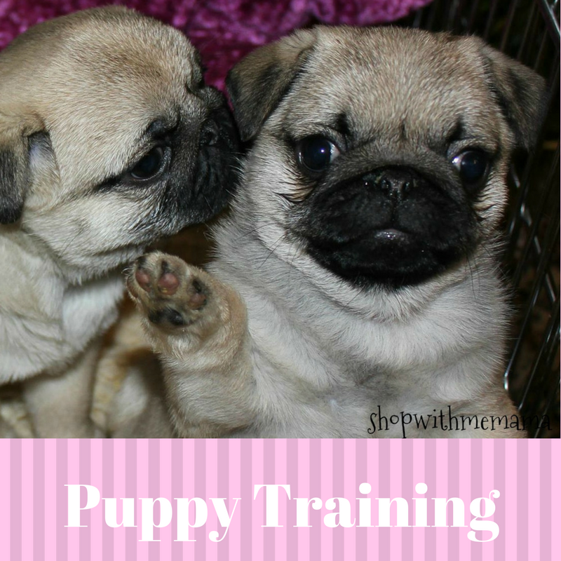 Puppy Training Guide