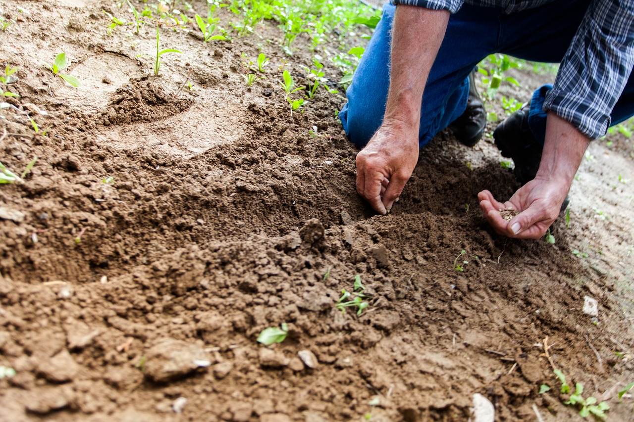 Beginners Guide For Gardening: Spring Gardening Tips