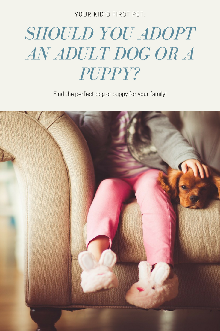 Should You Adopt an Adult Dog or a Puppy?