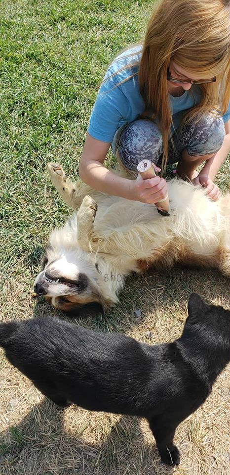 Low Noise Dog Grooming Kit