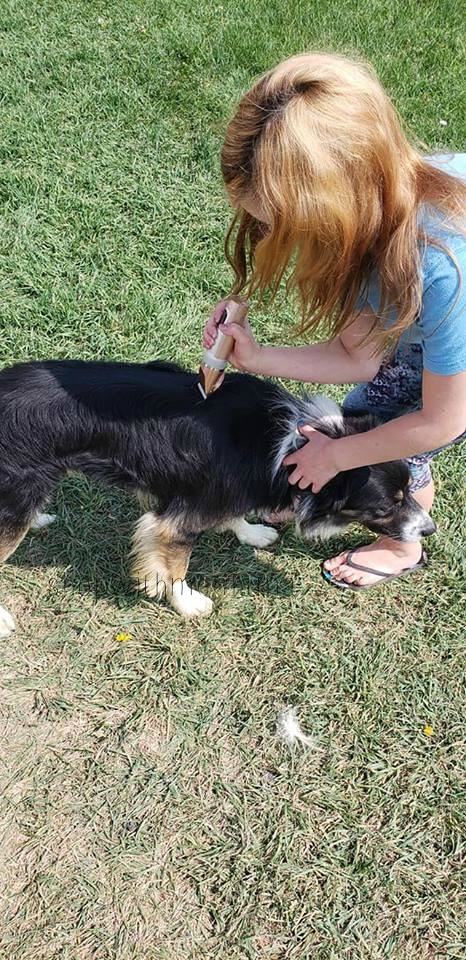 Low Noise Dog Grooming Kit