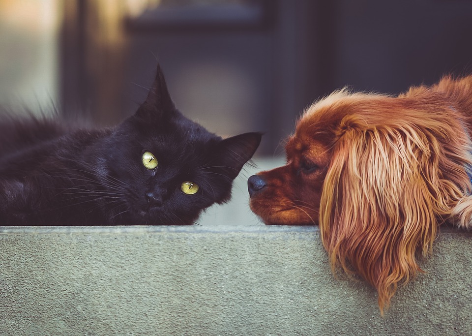 CBD Oil For Cats And Dogs