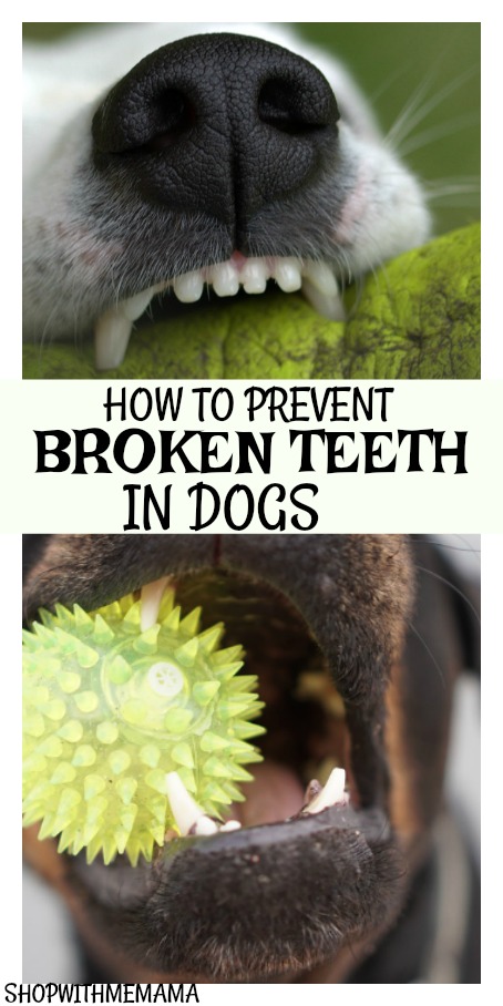prevent broken teeth in dogs