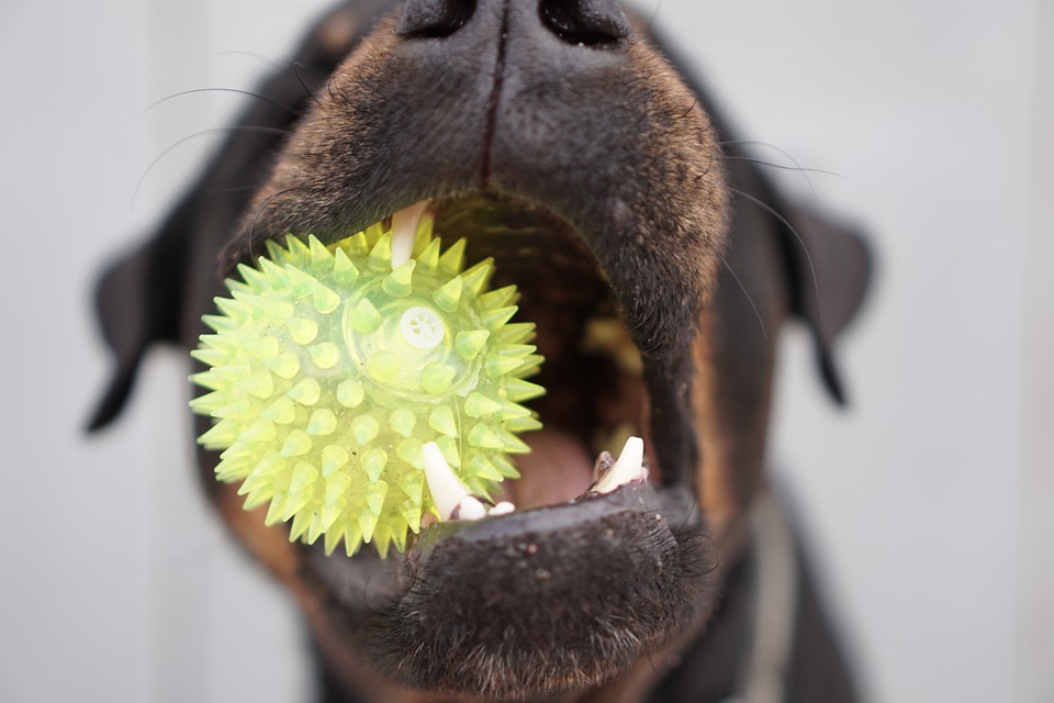 prevent broken teeth in dogs