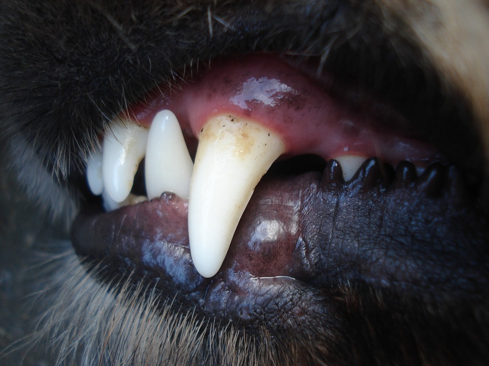 prevent broken teeth in dogs