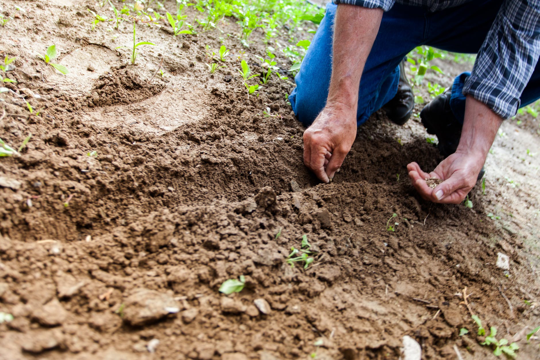 planting a vegetable garden