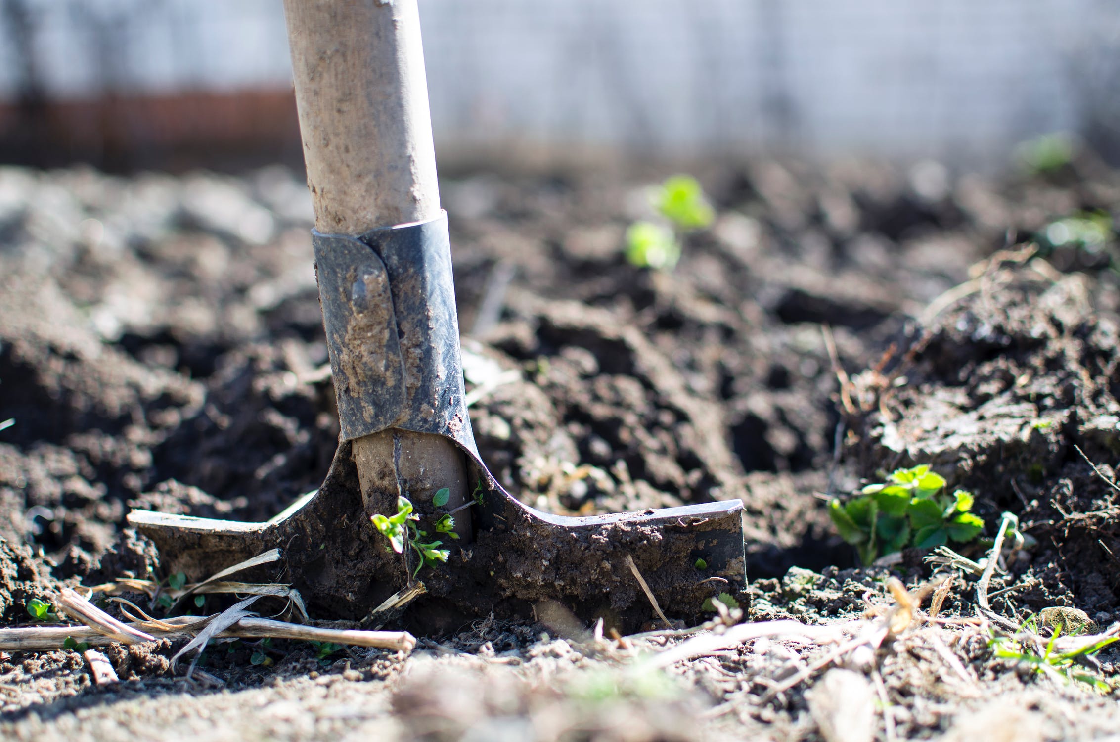 Starting Your Own Vegetable Garden