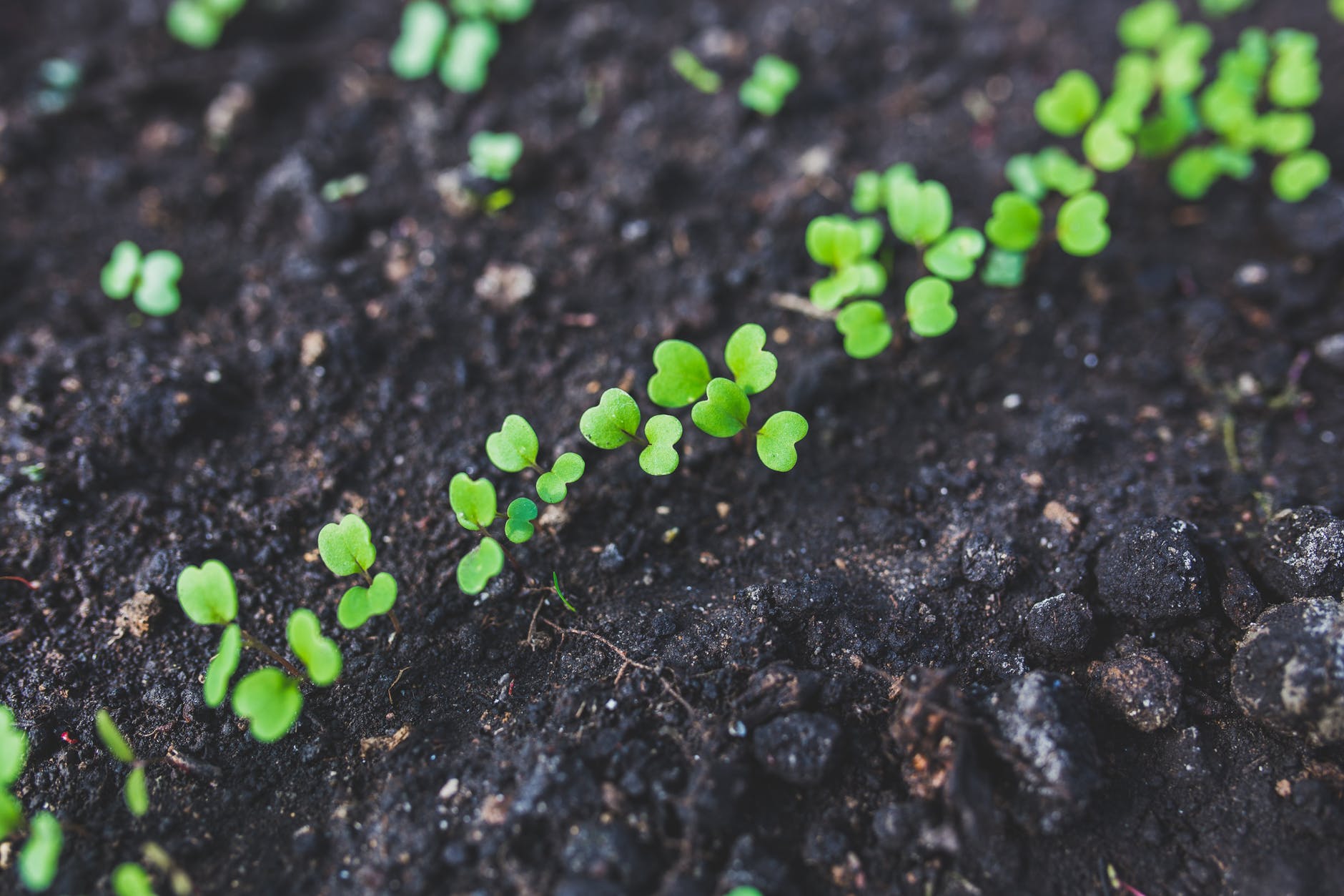 Starting Your Own Vegetable Garden