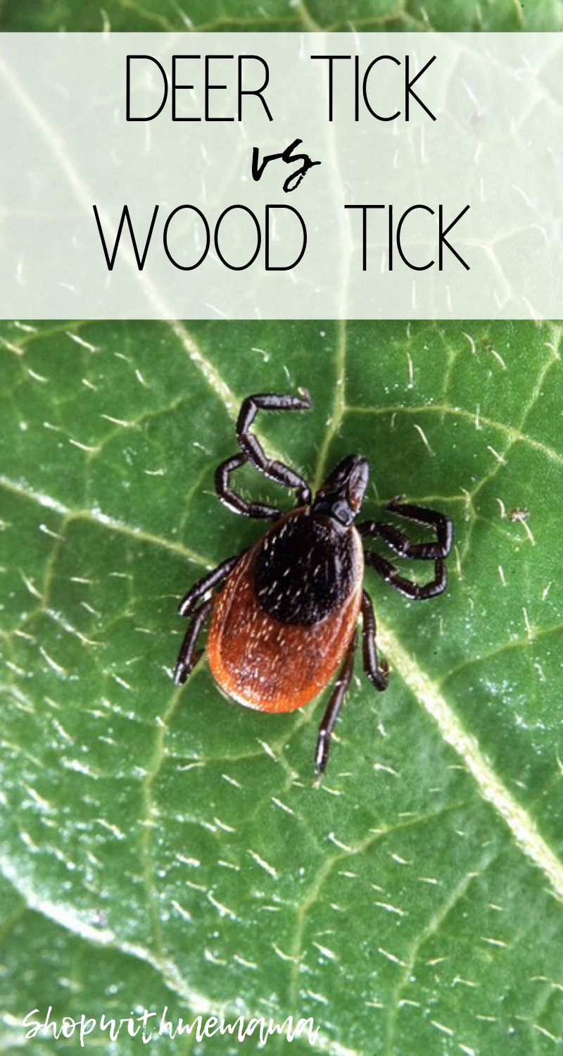 Deer Tick vs Wood Tick