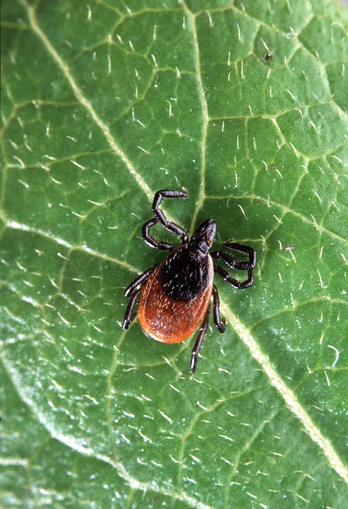 Deer Tick vs Wood Tick: What Is The Difference?