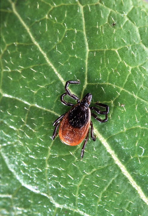 Deer Tick vs Wood Tick: What Is The Difference? - Shop With Me Mama