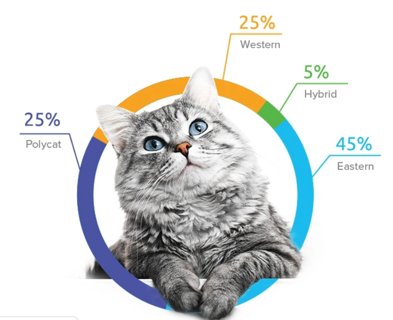 Cat DNA Kit From Basepaws