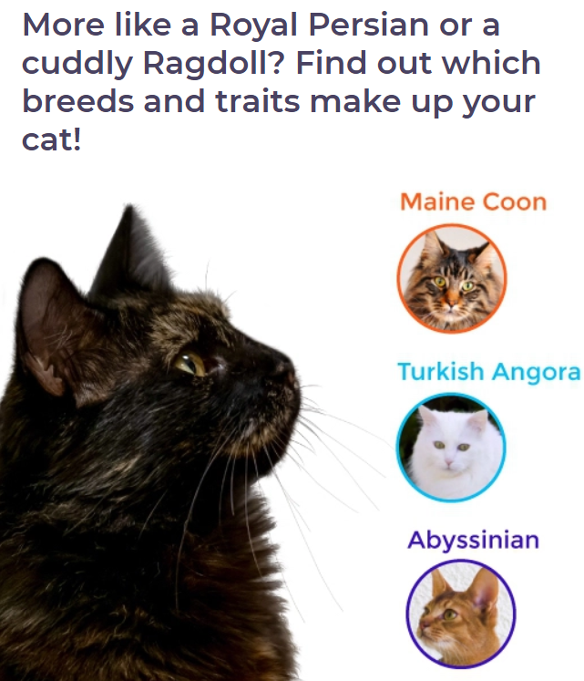 get to know your cat