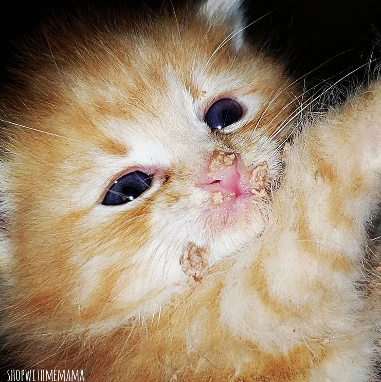 orange baby kitten