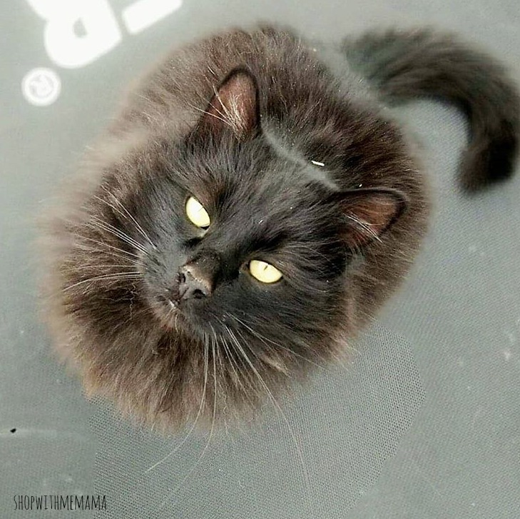 beautiful black cat